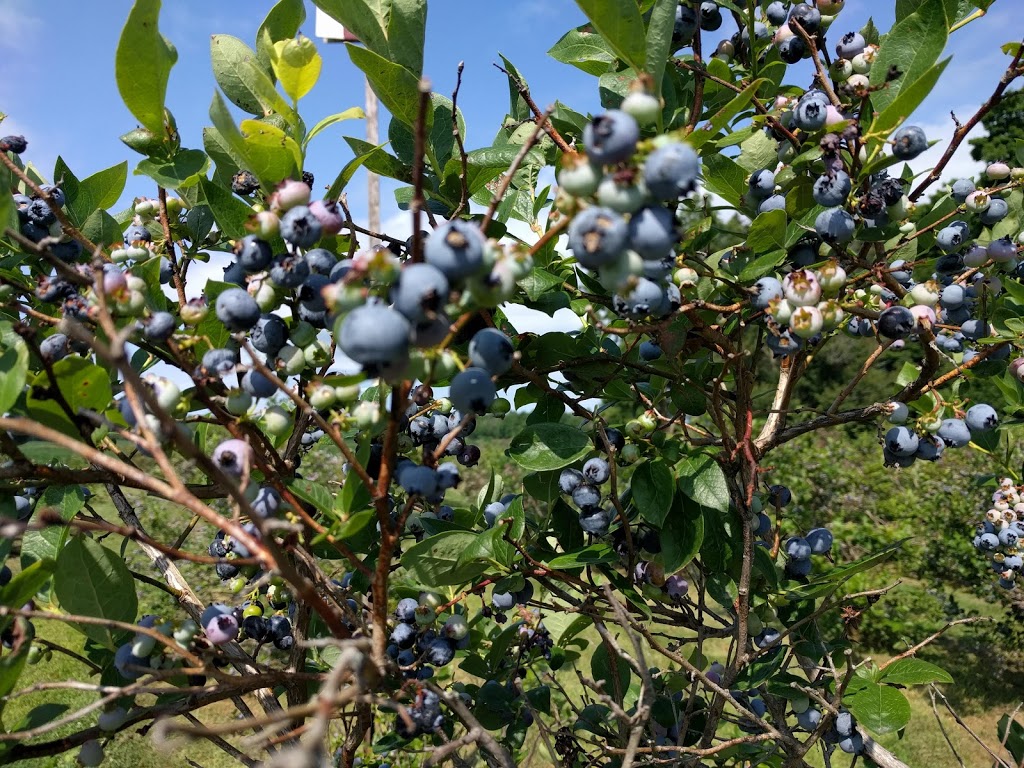 Walkers Blueberries | 1567 Bean Rd, New Hamburg, ON N3A 2X2, Canada | Phone: (519) 662-2558