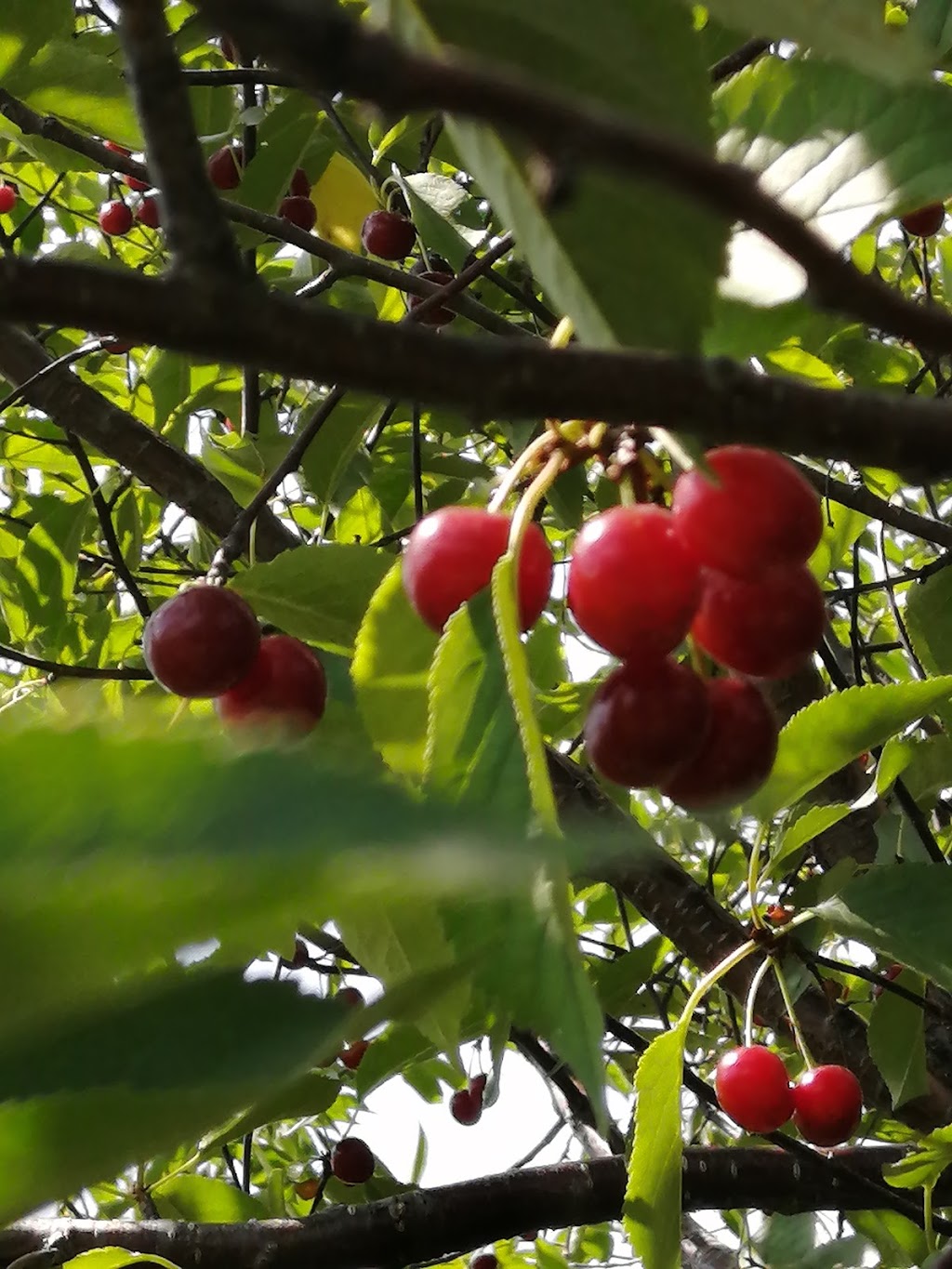 Fratric Orchard - Pick your own cherries | 162 Cokers Ln, Stoney Creek, ON L8E 5K8, Canada | Phone: (905) 643-3135