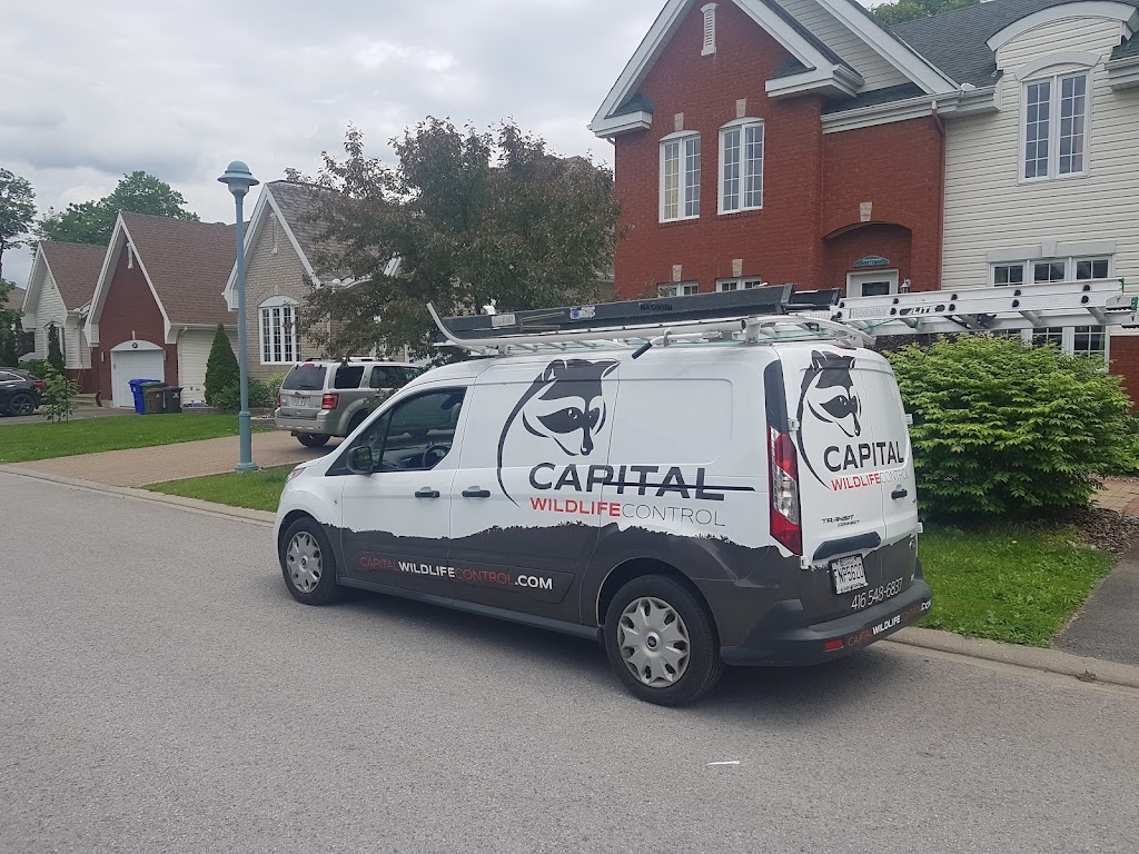 Capital WildLife Control | 1387 De, Rue de Rouen, Boucherville, QC J4B 7Y3, Canada | Phone: (514) 664-1179