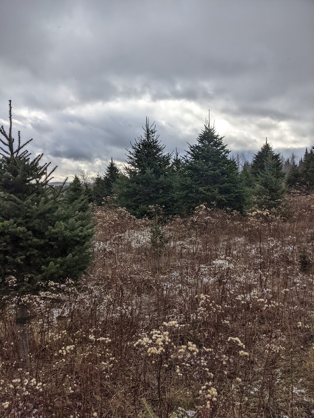 McKay Christmas Tree Upick | 2019 Loganville Rd, Scotsburn, NS B0K 1R0, Canada | Phone: (902) 890-9083