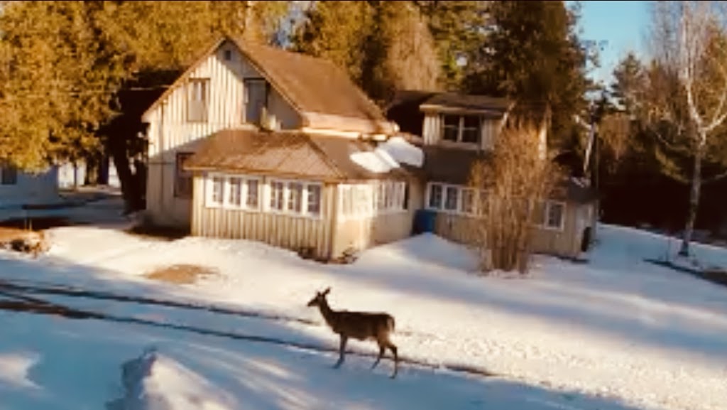 The Homestead Cottage’s | 16527 ON-35, Algonquin Highlands, ON K0M 1J1, Canada | Phone: (705) 489-2550