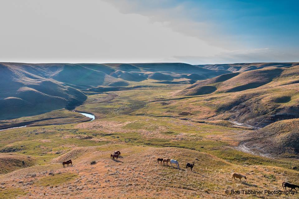 Fleetwood Farms Quarter Horses | 223053, AB-529, Champion, AB T0L 0R0, Canada | Phone: (403) 423-0158