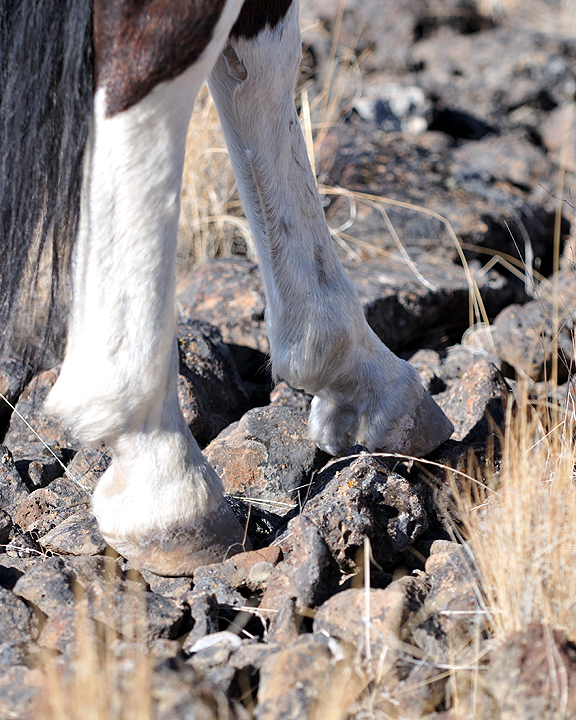 Okanagan School of Natural Hoof Care | 5981 Old Vernon Rd, Kelowna, BC V1X 7V2, Canada | Phone: (250) 869-7861