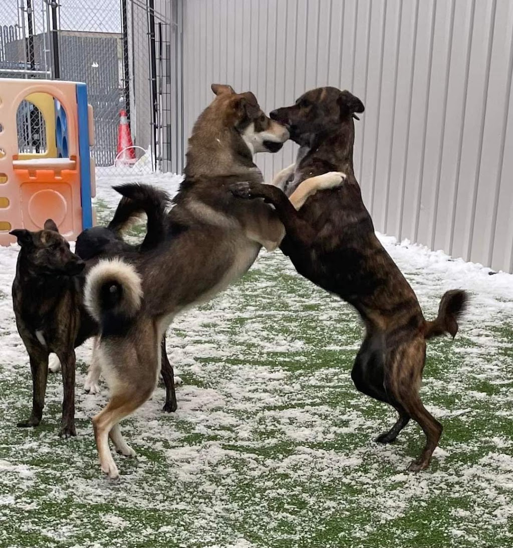 Fetch Canine Daycare, Training and Wellness Centre | 193B Henlow Bay, Winnipeg, MB R3Y 1G4, Canada | Phone: (204) 515-4093