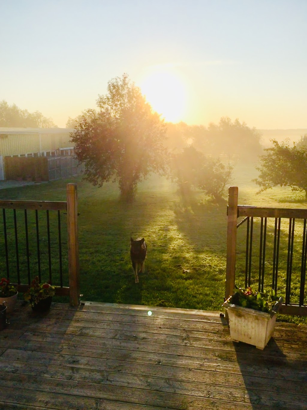 Black Gold Kennels | 50041 AB-814, Alberta T4X 0K2, Canada | Phone: (780) 980-2897