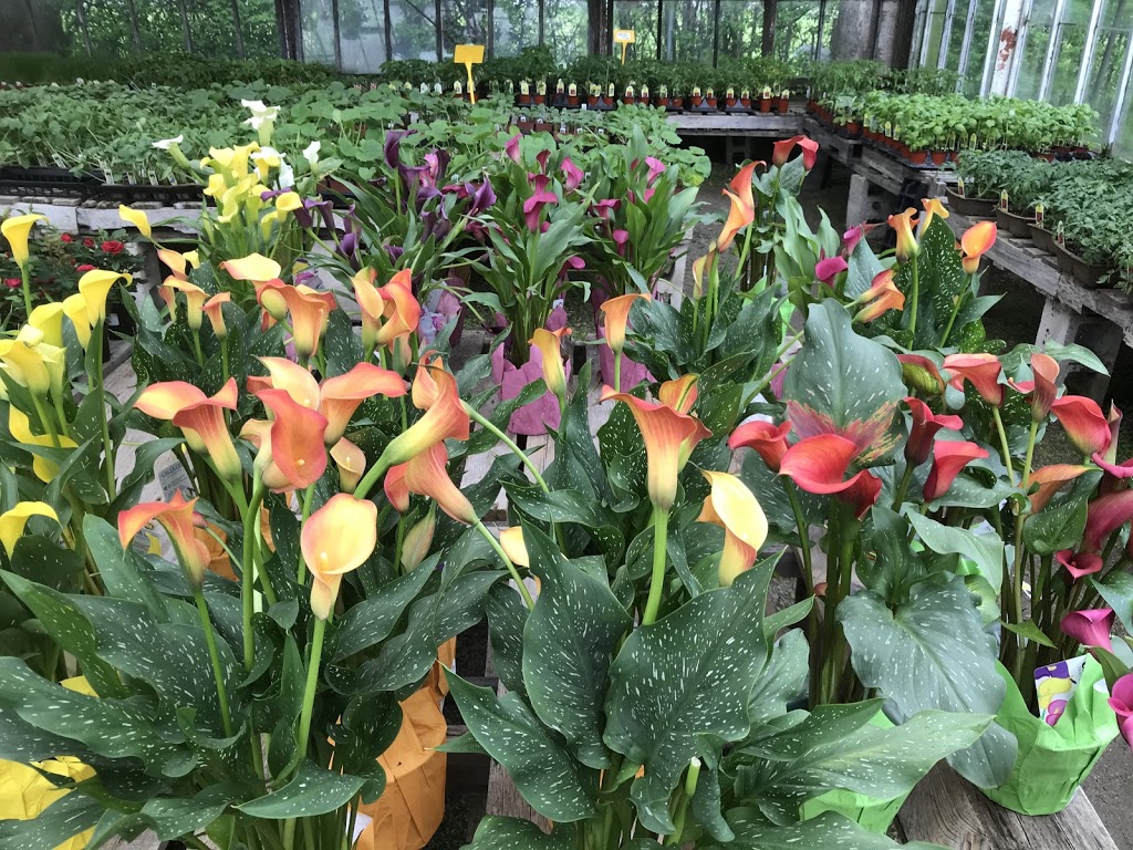 Peters Greenhouses Garden Centre | 9381 McLaughlin Rd N, Brampton, ON L6V 1A1, Canada | Phone: (905) 453-1364