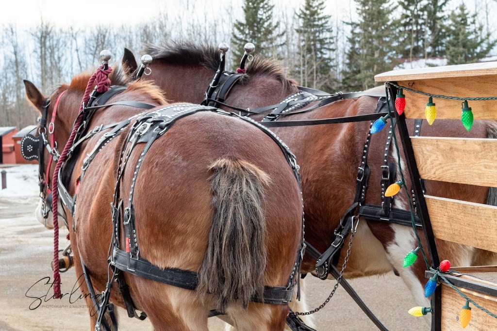 Pigeon Lake Horse Drawn Rides | Range Rd 20, Wetaskiwin County No. 10, AB T0C 2C0, Canada | Phone: (780) 312-0097