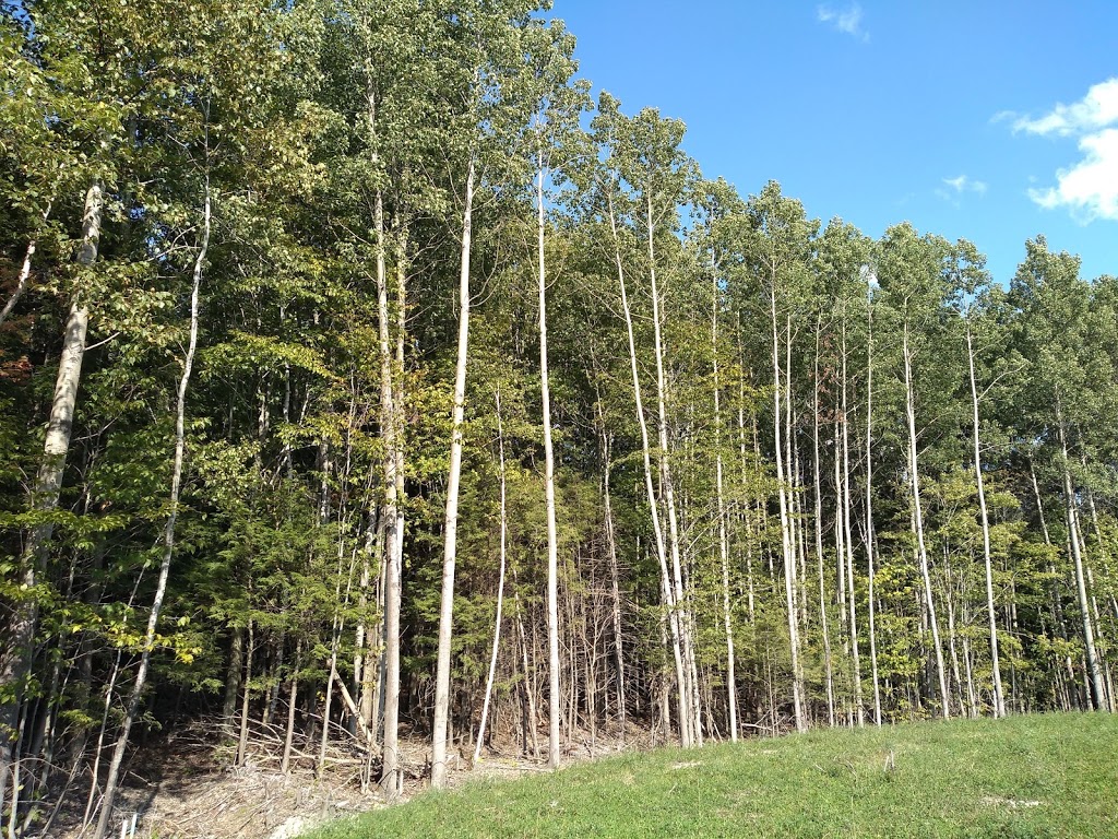 Boisé Du Phare | Mont-Bellevue, Sherbrooke, QC J1H 6B3, Canada