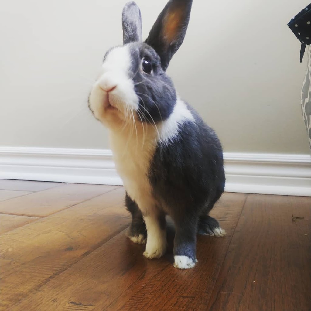 Rabbit Day Care Guelph | 77 Laughland Ln, Guelph, ON N1L 0C6, Canada | Phone: (519) 860-0522