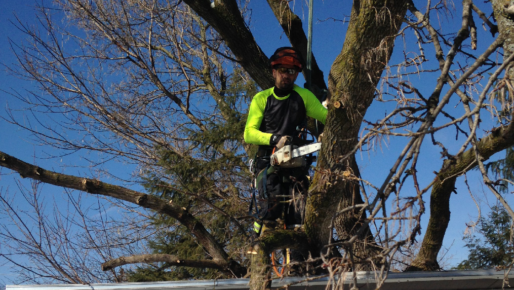 Timberjack Tree Service | 158074 7th Line, Meaford, ON N4L 1W5, Canada | Phone: (705) 716-5000