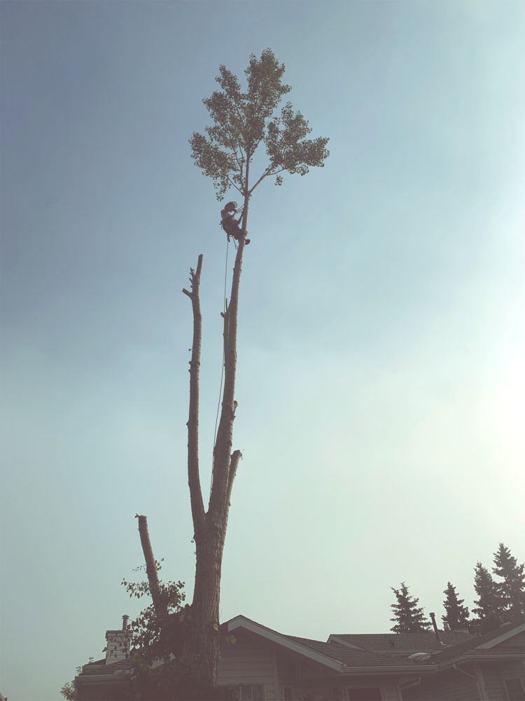 Arbs Tree Service | 56524 Range Rd 231, Sturgeon county, AB T0A 0K0, Canada | Phone: (780) 292-6481