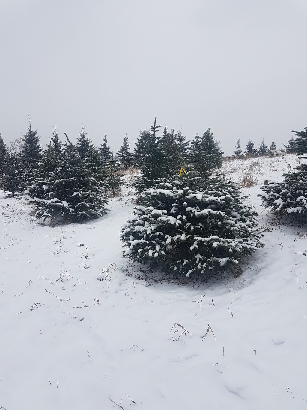 Forestells Christmas Trees | 4556 Sideroad 20 N, Puslinch, ON N0B 2J0, Canada | Phone: (519) 831-1942