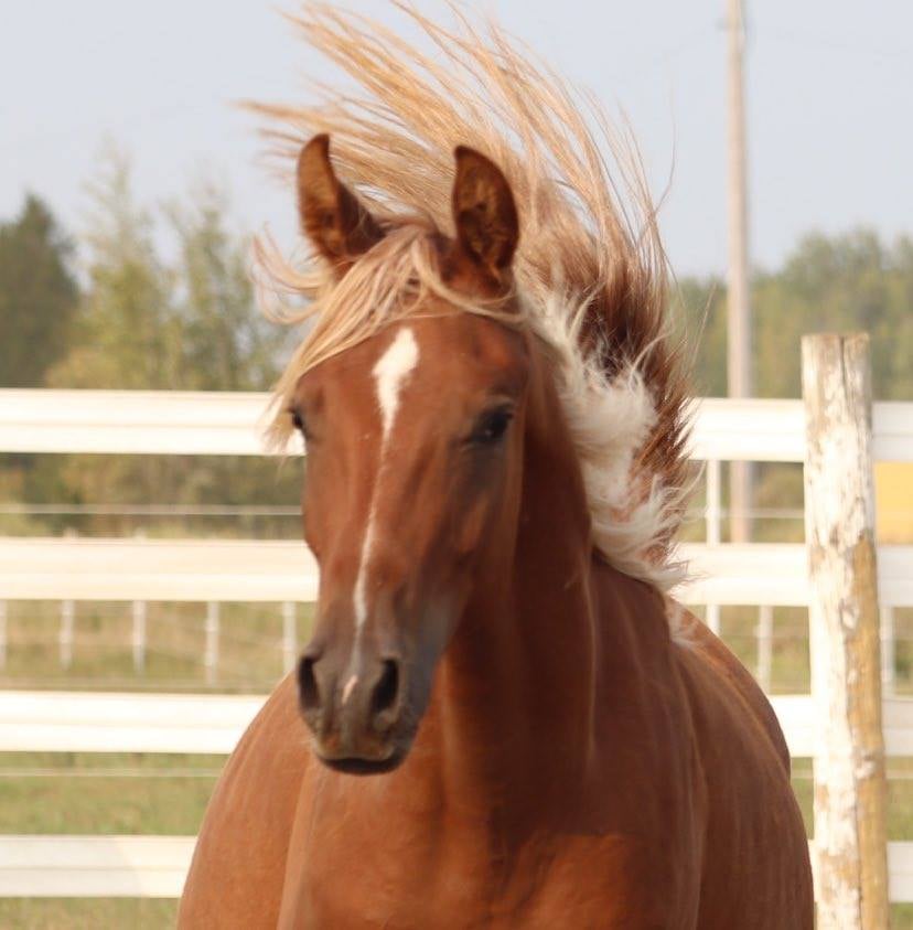 Desert Roots Arabian Horses. | 253 Peters Rd, Colborne, ON K0K 1S0, Canada | Phone: (905) 376-3361