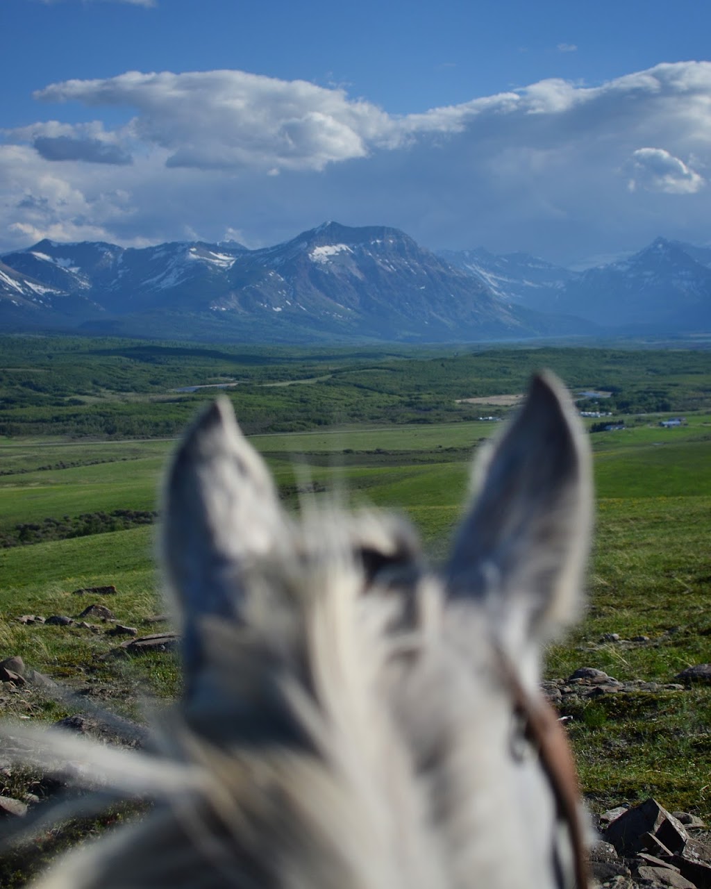 Waterton River Trail Rides Ltd. | SE 1/4 27-2-29 W4, Waterton Park, AB T0K 2M0, Canada | Phone: (403) 715-4156