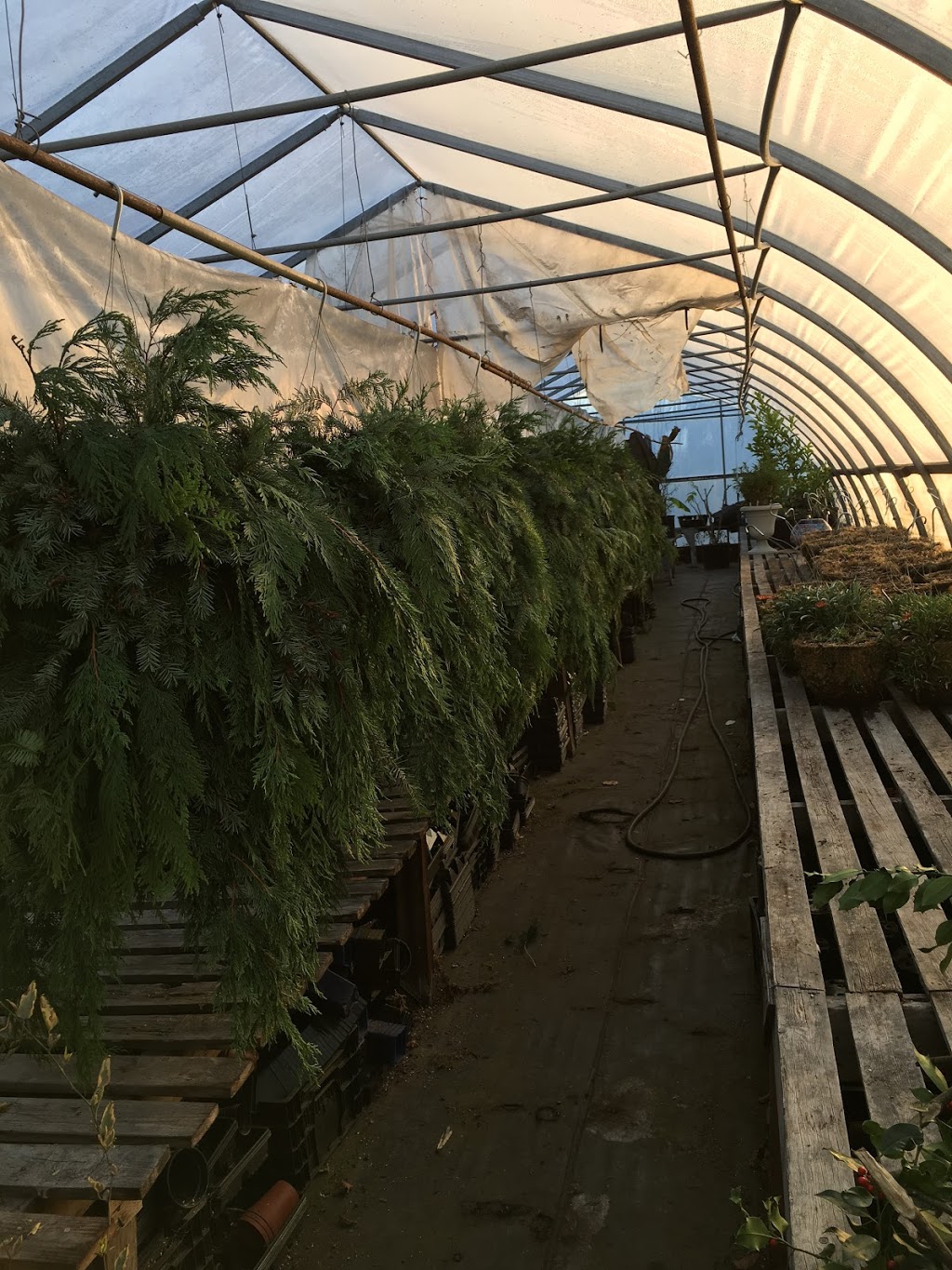 Down To Earth Gardens and Nursery | 1096 Derrien Pl, Victoria, BC V9C 3Y3, Canada | Phone: (250) 391-9366