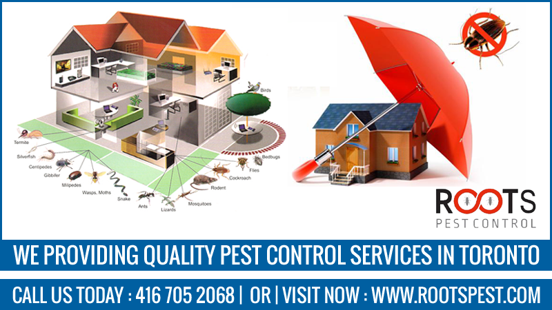 Roots Pest Control | postal code, 475 Bramalea Rd Unit #183, Brampton, ON L6T 2X3, Canada | Phone: (416) 705-2068