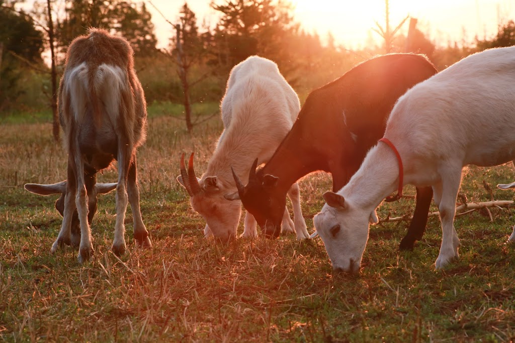 Emerald Isle Goat Creamery and Artisan Cheeses | 1231 Trans-Canada Hwy RR#1, Belle River, PE C0A 1B0, Canada | Phone: (902) 962-3497