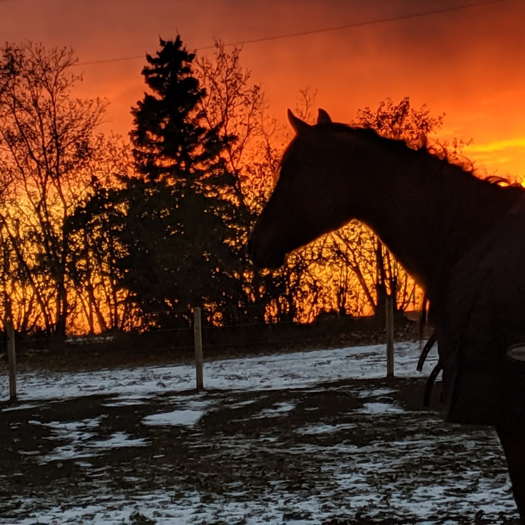 Strickland Ranch | 23256 Township Rd 352, Elnora, AB T0M 0Y0, Canada | Phone: (403) 483-8820