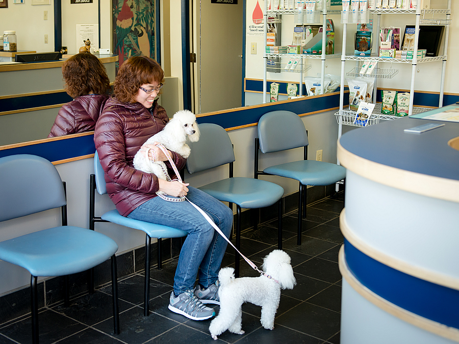 Cambie Animal Hospital | 7555 Cambie St, Vancouver, BC V6P 3H6, Canada | Phone: (604) 321-6600