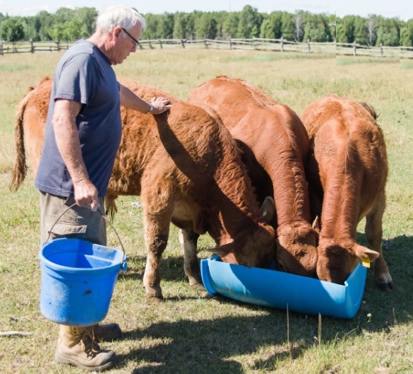 Brown Eden Limousin | 768 Zion Rd, Little Britain, ON K0M 2C0, Canada | Phone: (705) 786-1605