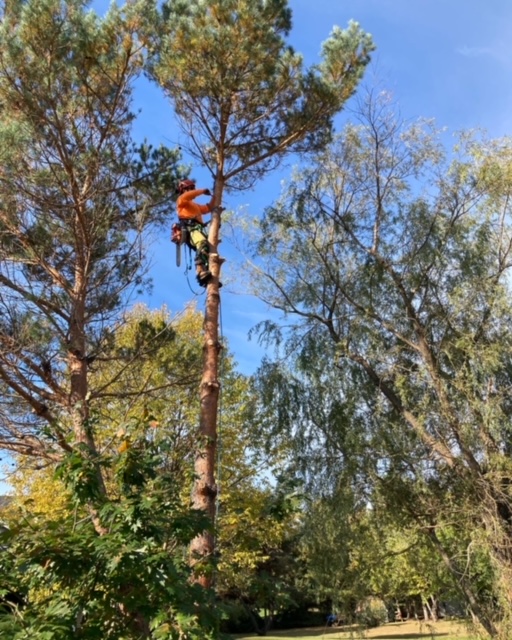 Arborist Alliance | 678 Brookside Rd, Sundridge, ON P0A 1Z0, Canada | Phone: (416) 220-7398