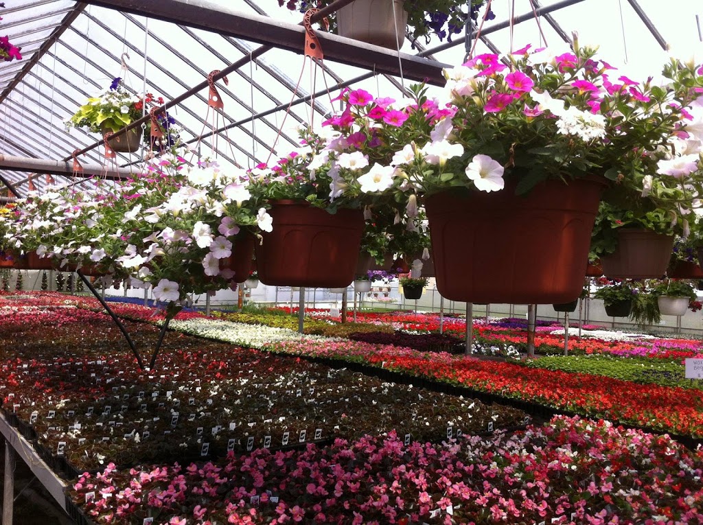 Country Lane Greenhouses | 5458 London Line, Wyoming, ON N0N 1T0, Canada | Phone: (519) 845-3680