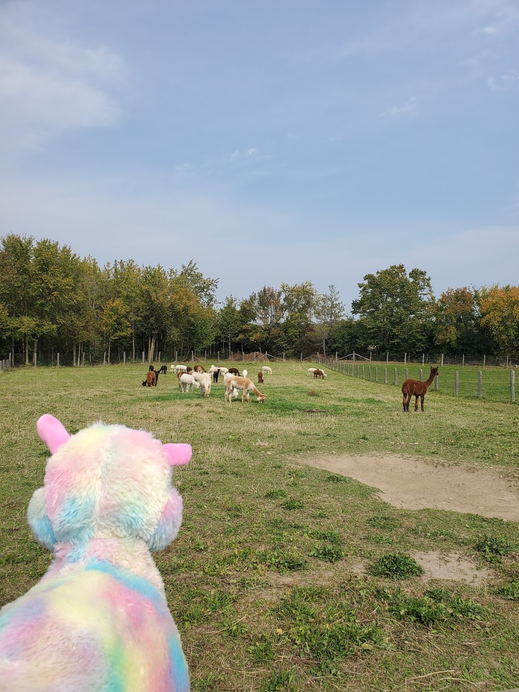 Salem Alpacas | 363 Salem Rd, Manilla, ON K0M 2J0, Canada | Phone: (705) 786-2023