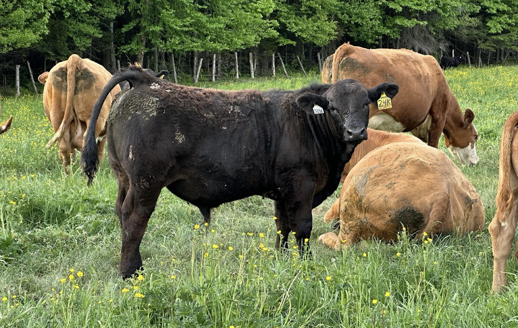 FERME ROGER FORTIER ET FILS | 827 Chem. Gosford, Saint-Pierre-Baptiste, QC G0P 1K0, Canada | Phone: (418) 332-0466