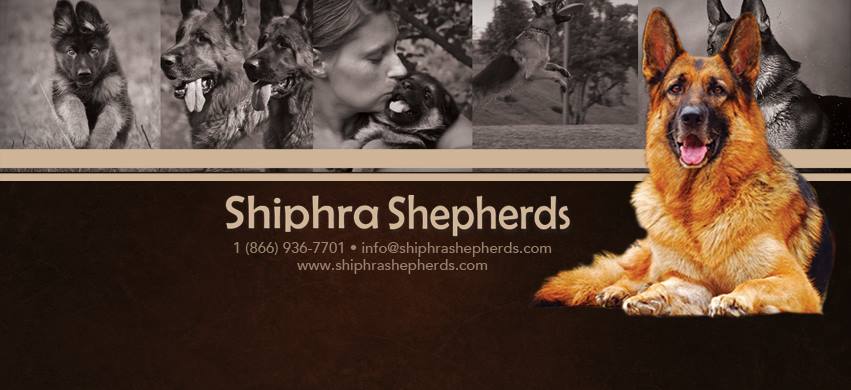 Shiphra German Shepherds | 1383 County Rd 1 W, Greater Napanee, ON K7R 3L1, Canada | Phone: (866) 936-7701