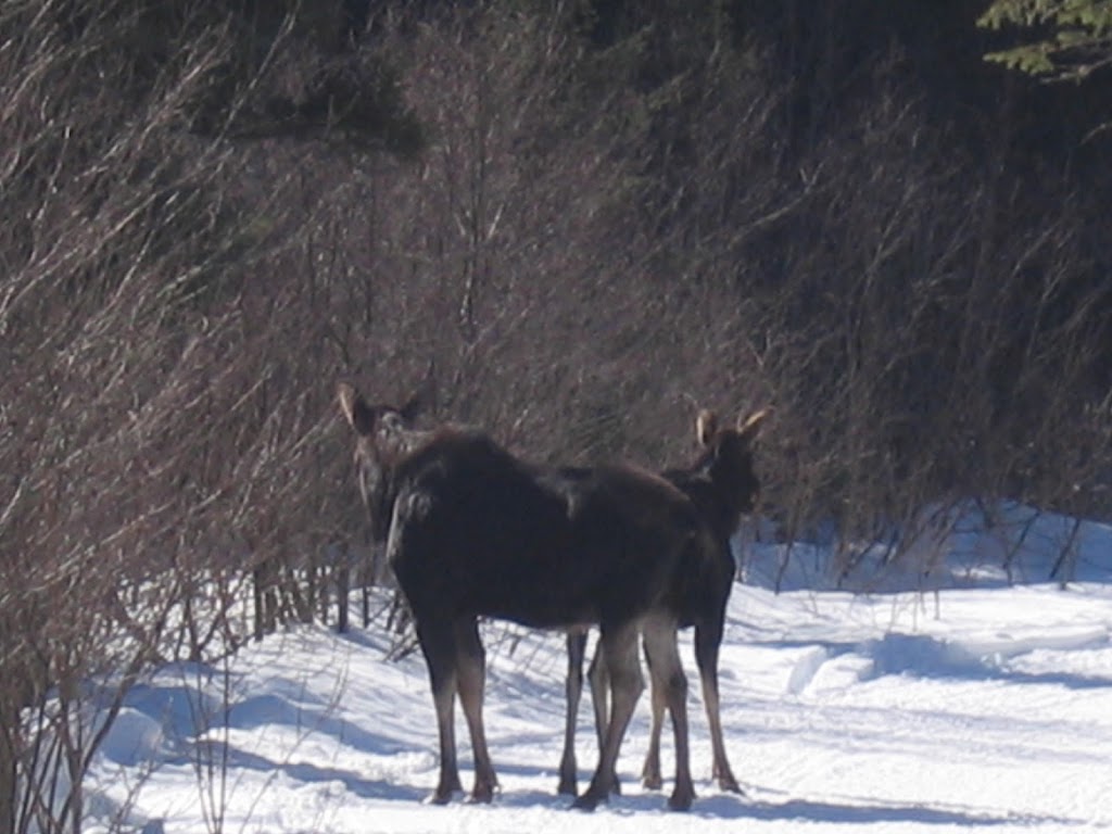 Loon Cove Lodge | 132 Maple Mountain Rd, Pittsburg, NH 03592, USA | Phone: (603) 538-9831