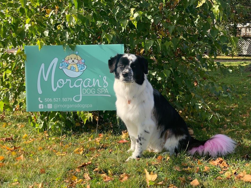 Morgans Dog Spa | 26 Rue Rankine, Richibouctou, NB E4W 4G7, Canada | Phone: (506) 521-5079