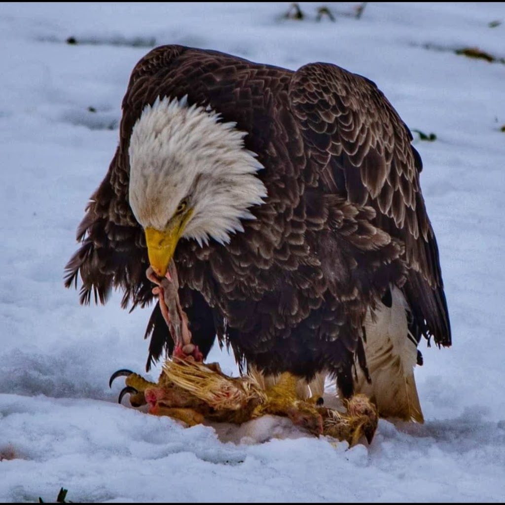 Sheffield Mills Eagle Watch -Eagle viewing site | 1770 Middle Dyke Rd, Centreville, NS B0P 1J0, Canada | Phone: (902) 582-1708