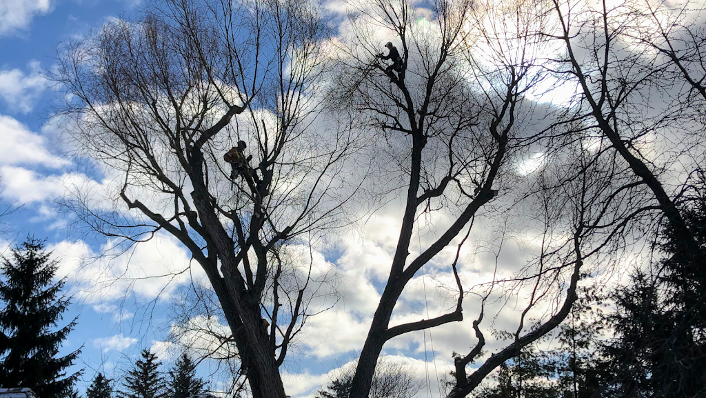 UTS Tree Care - Uxbridge Tree Service | 5 Banff Rd, Uxbridge, ON L9P 1S9, Canada | Phone: (833) 337-8733