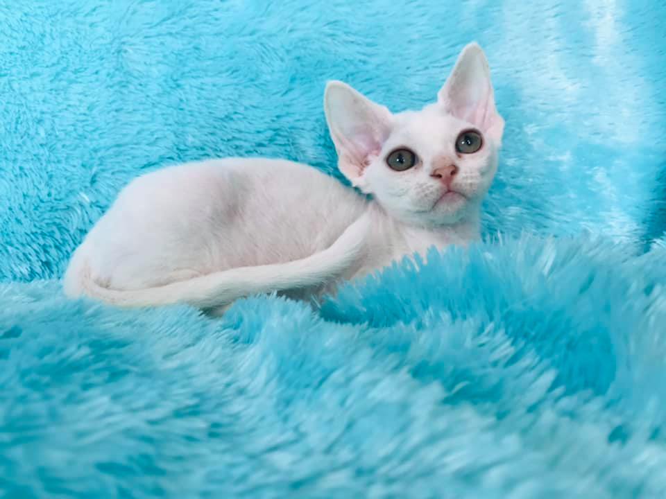 Chatterie Céleste Devon Rex | 1515 Rue Pierre Corneille, Québec, QC G2E 4H9, Canada | Phone: (418) 271-7229