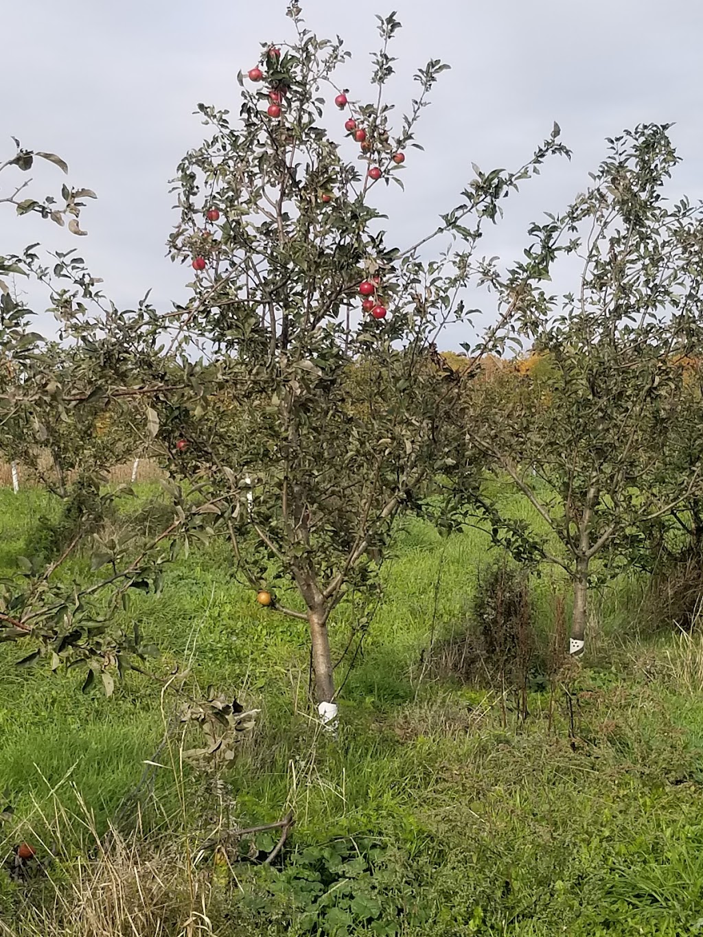 Spring Meadow Orchards | 10143 Loyalist Pkwy, Greater Napanee, ON K7R 3K7, Canada | Phone: (613) 373-9313