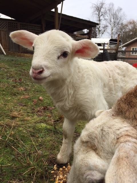 Morgan Creek Farm | 2377 E Wellington Rd, Nanaimo, BC V9R 6V7, Canada | Phone: (250) 616-9787