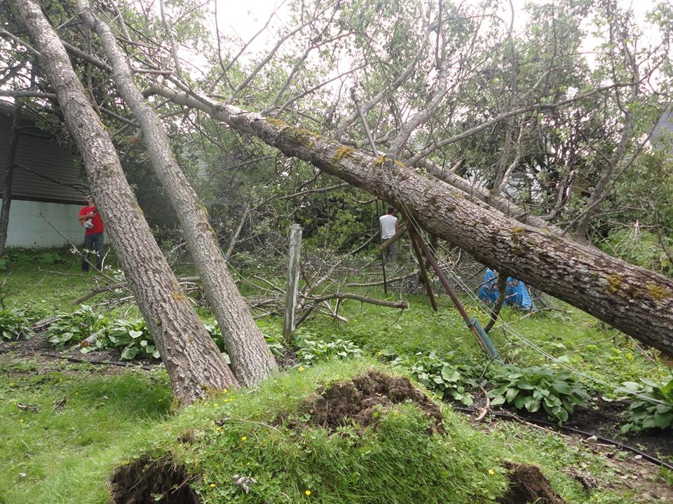 Tree Care | 1 Leeswood Dr, Quispamsis, NB E2G 1N1, Canada | Phone: (506) 849-1499