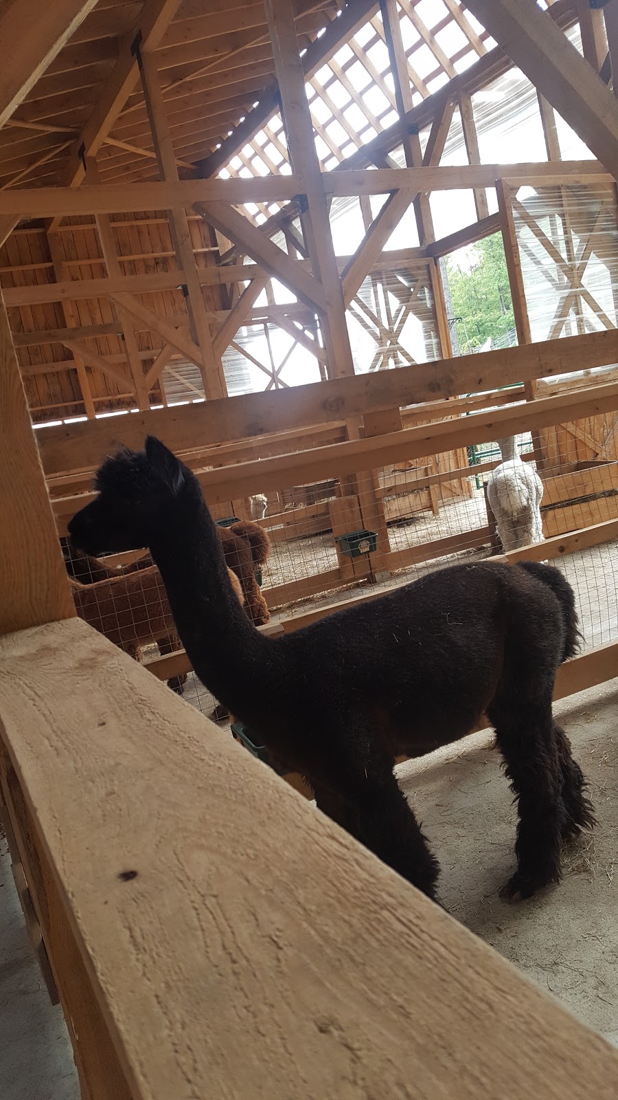 Wow Freli Alpagas / Alpacas | 117 Chemin des Érables, Frelighsburg, QC J0J 1C0, Canada | Phone: (514) 232-6021