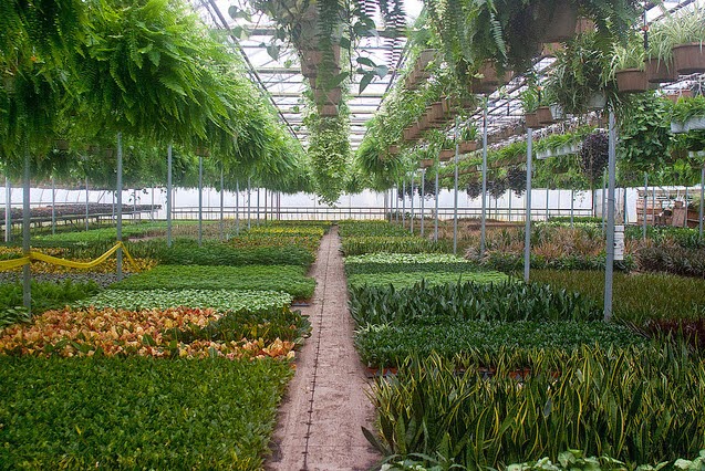 Slappendel Greenhouses Inc | 1361 Maple St, Fenwick, ON L0S 1C0, Canada | Phone: (905) 892-6756