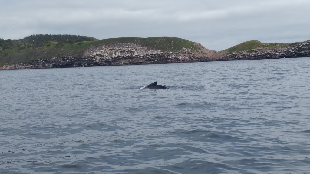 OBriens Whale and Bird Tours | 22 Lower Rd, Bay Bulls, NL A0A 1C0, Canada | Phone: (709) 753-4850