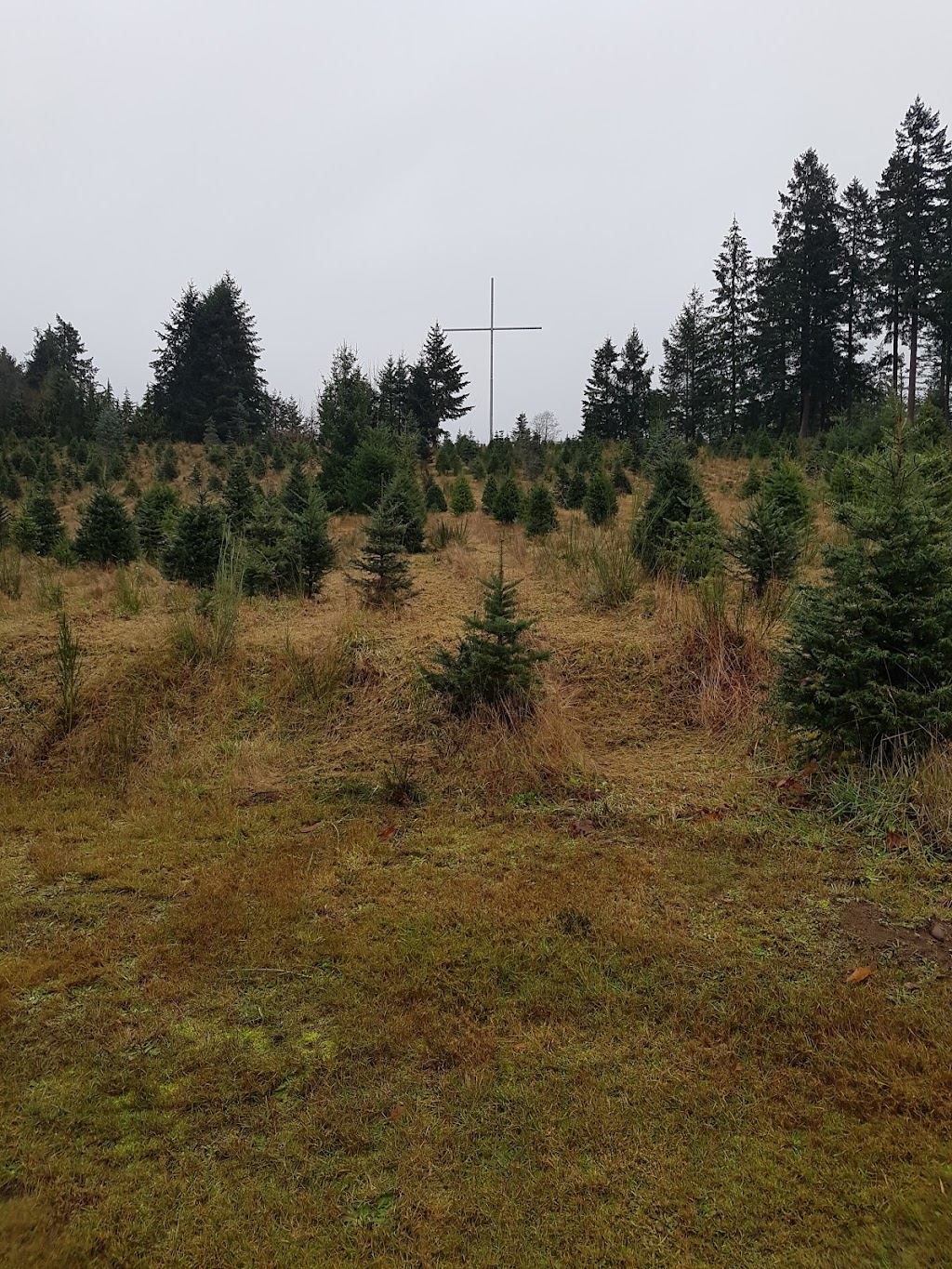 Mountain Ridge Tree Farms | 5228 N Island Hwy, Courtenay, BC V9J 1S7, Canada | Phone: (250) 338-0848