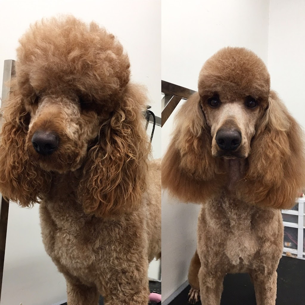 Top Dogs Pet Grooming Salon | 628A The Queensway, Etobicoke, ON M8Y 1K3, Canada | Phone: (416) 255-3647