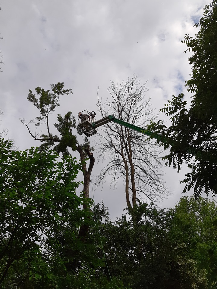 Rons tree service | 1700 Chatham Rd, Fort Erie, ON L2A 5M4, Canada | Phone: (289) 213-6186