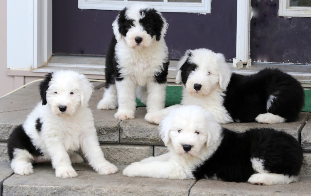 Tasiahills Reg. Old English Sheepdogs | 20 Mill St, Markham, ON L3P 1K9, Canada | Phone: (416) 399-8110