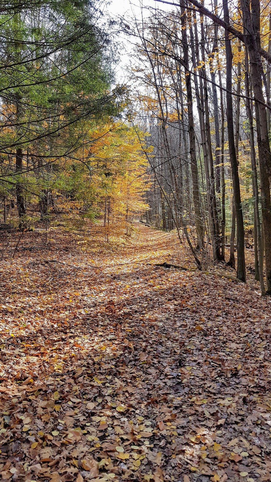 Happy Valley Forest | 15200 7th Concession, Schomberg, ON L0G 1T0, Canada