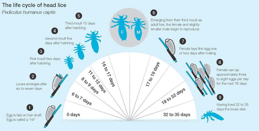 Langley Lice Solutions | 2661 204 St, Langley City, BC V2Z 2B8, Canada | Phone: (778) 873-1903