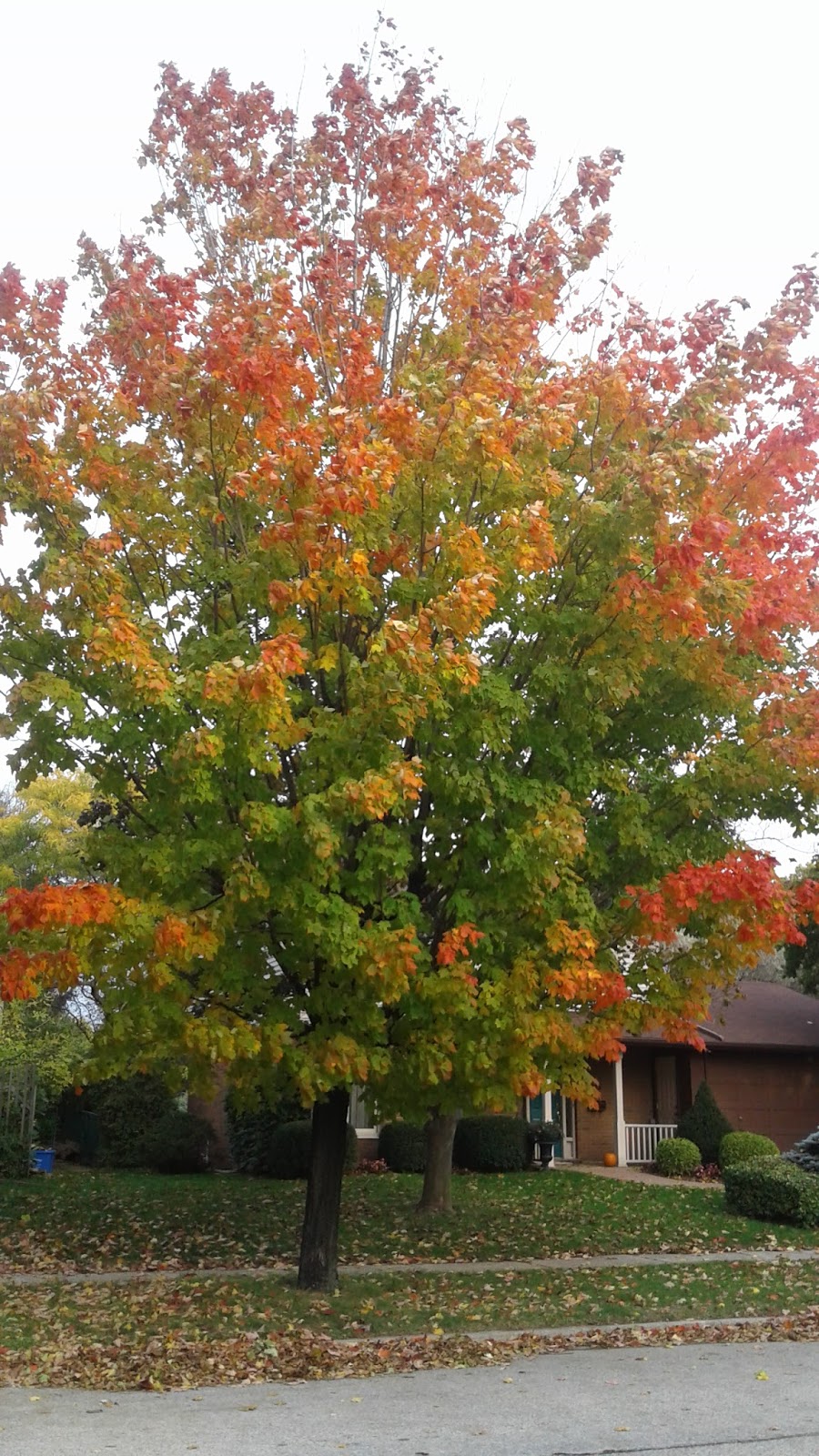 Donovan Bailey Park | Oakville, ON L6L 3H1, Canada