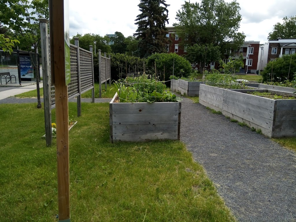 Angel Square Community Garden | 9G7, 40 Cobourg St, Ottawa, ON K1N 5N8, Canada | Phone: (613) 789-3930