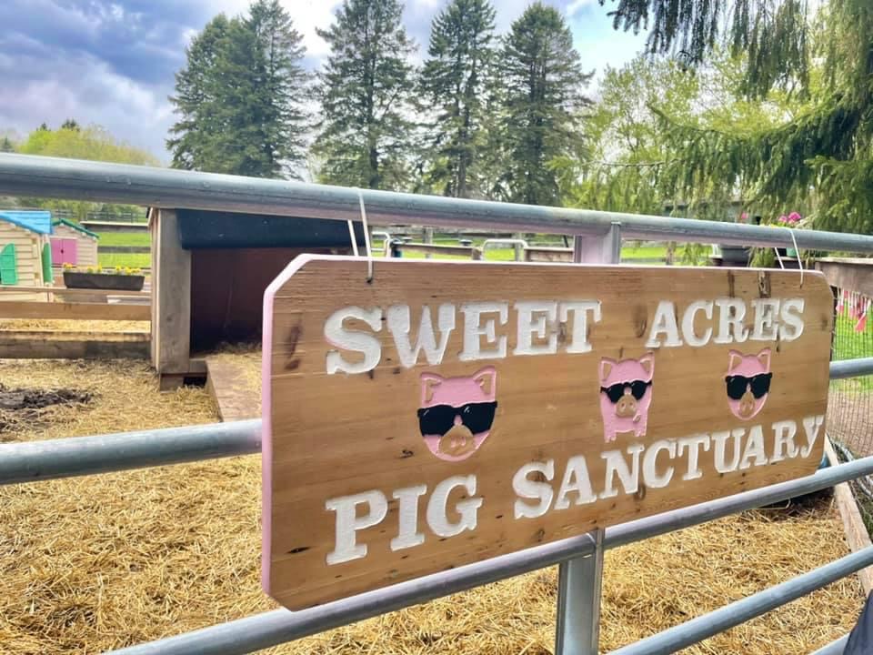 Sweet Acres Pigs Sanctuary | 2798 Vivian Rd, Whitchurch-Stouffville, ON L4A 2N5, Canada | Phone: (416) 805-6697