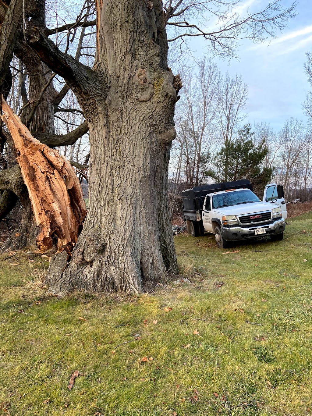 Lyles Tree Service | Thomas Rd, Colborne, ON K0K 1S0, Canada | Phone: (905) 355-5252